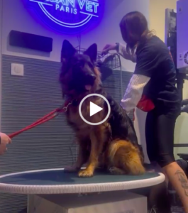 chien tapis roulant physiothérapie paris