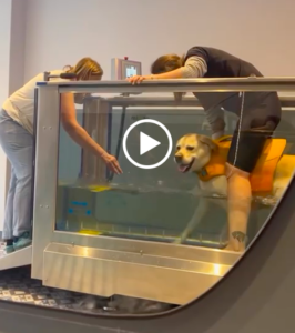 chien tapis roulant physiothérapie paris
