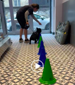 chien tapis roulant physiothérapie paris
